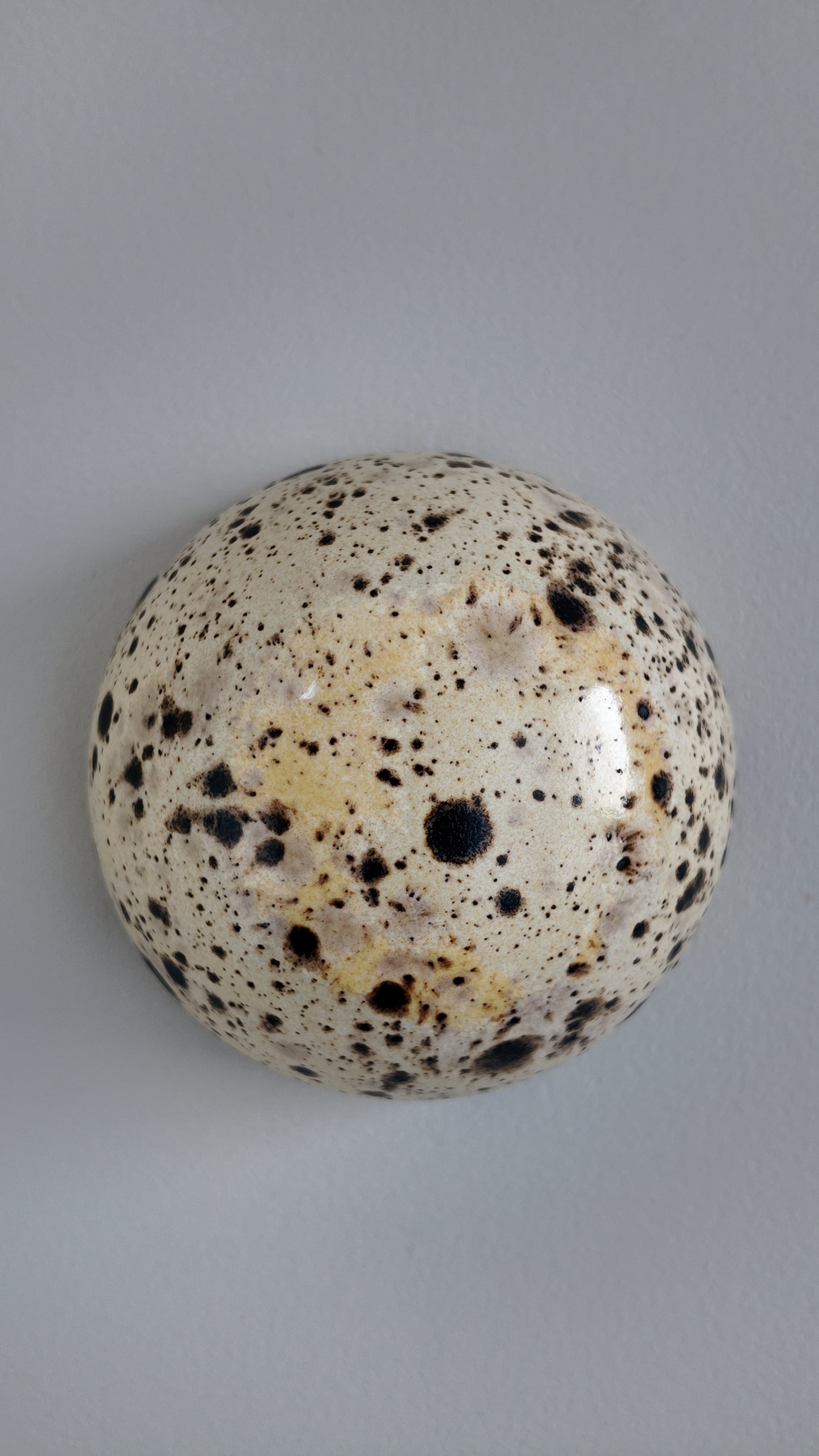 Spotted Walnut