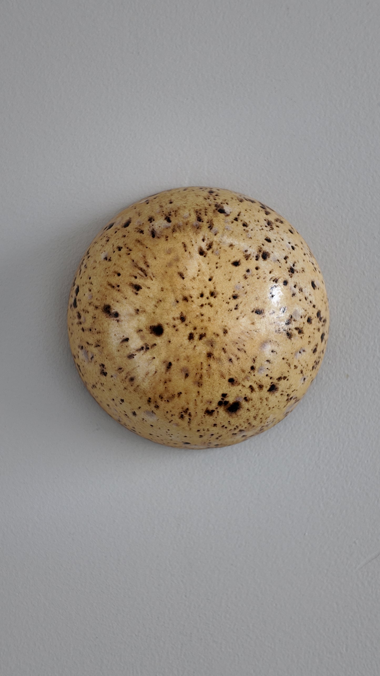 15. Spotted Walnut
